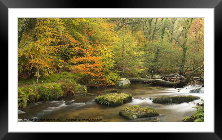 Autumn colours in Dewerstone woods Framed Mounted Print by Peter Barber