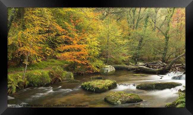 Autumn colours in Dewerstone woods Framed Print by Peter Barber