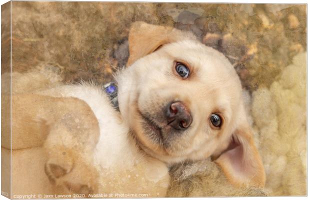 Puppy dog eyes Canvas Print by Jaxx Lawson