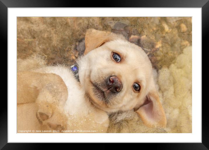 Puppy dog eyes Framed Mounted Print by Jaxx Lawson