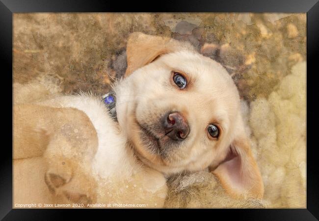 Puppy dog eyes Framed Print by Jaxx Lawson