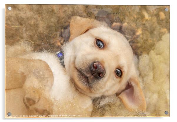 Puppy dog eyes Acrylic by Jaxx Lawson