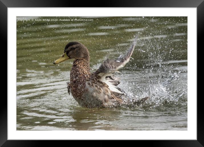 The duck has landed Framed Mounted Print by Kevin White