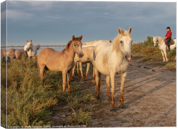 Camargue White Horse and Foals  Canvas Print by Holly Burgess