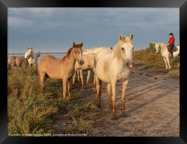 Camargue White Horse and Foals  Framed Print by Holly Burgess