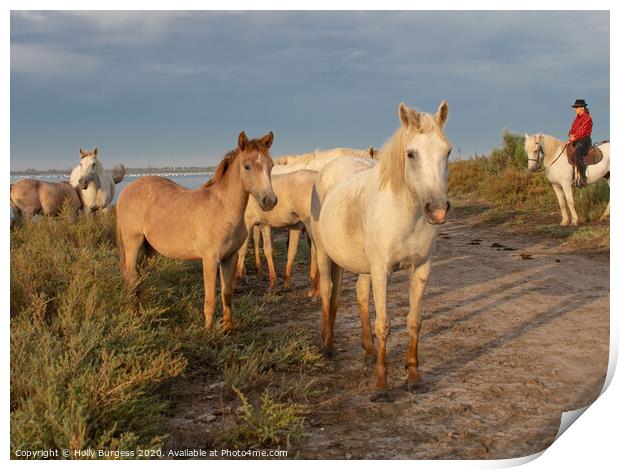 Camargue White Horse and Foals  Print by Holly Burgess