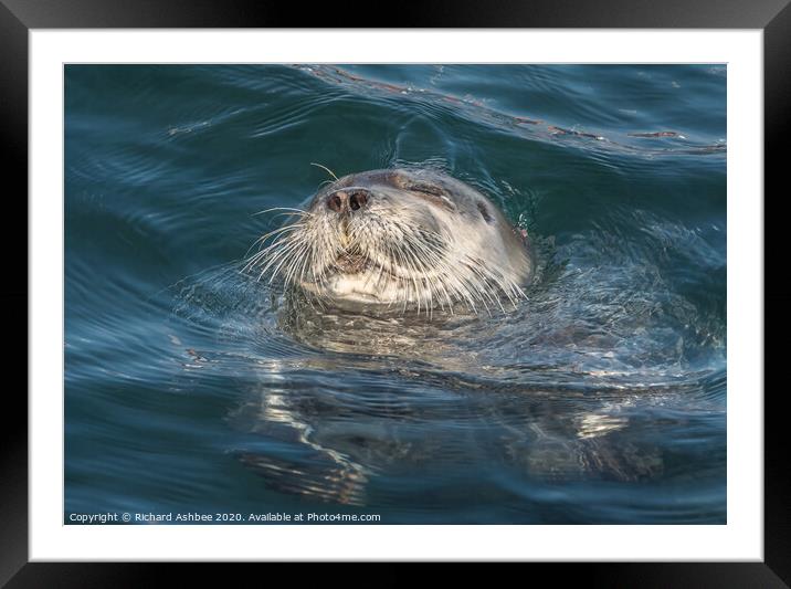 Rare Bearded Seal Framed Mounted Print by Richard Ashbee