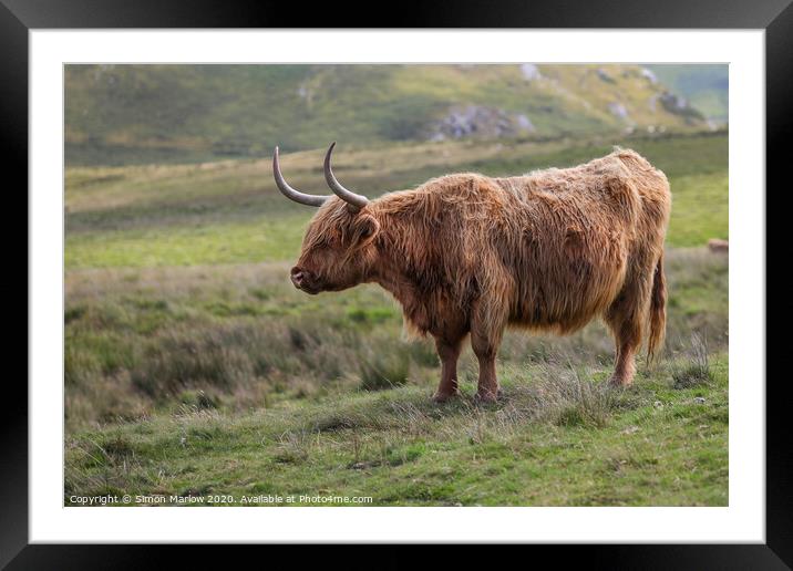 A Highland Cow high up in the Black Mountains, Wales Framed Mounted Print by Simon Marlow