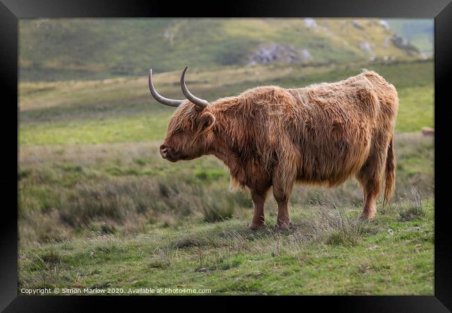 A Highland Cow high up in the Black Mountains, Wales Framed Print by Simon Marlow