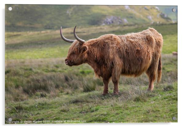 A Highland Cow high up in the Black Mountains, Wales Acrylic by Simon Marlow
