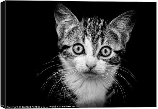 Kitten portrait in Black & White Canvas Print by Richard Ashbee