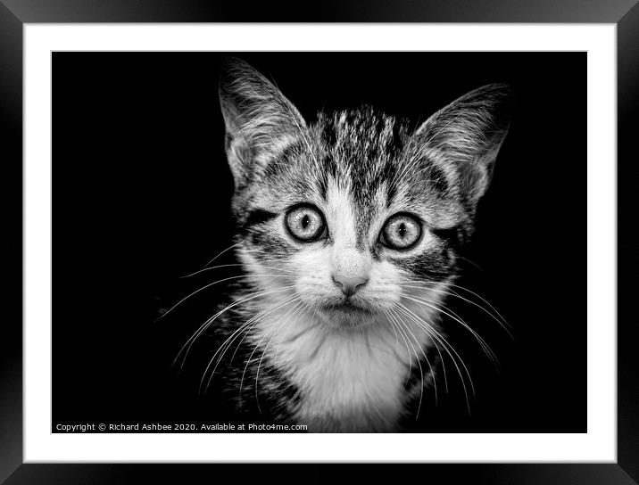 Kitten portrait in Black & White Framed Mounted Print by Richard Ashbee