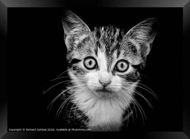 Kitten portrait in Black & White Framed Print by Richard Ashbee