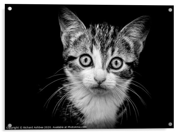 Kitten portrait in Black & White Acrylic by Richard Ashbee