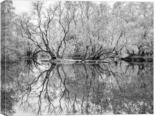 Swamp: reflected Canvas Print by Daugirdas Racys