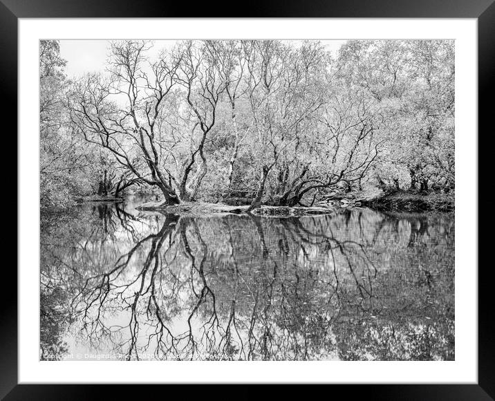 Swamp: reflected Framed Mounted Print by Daugirdas Racys