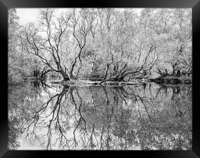 Swamp: reflected Framed Print by Daugirdas Racys