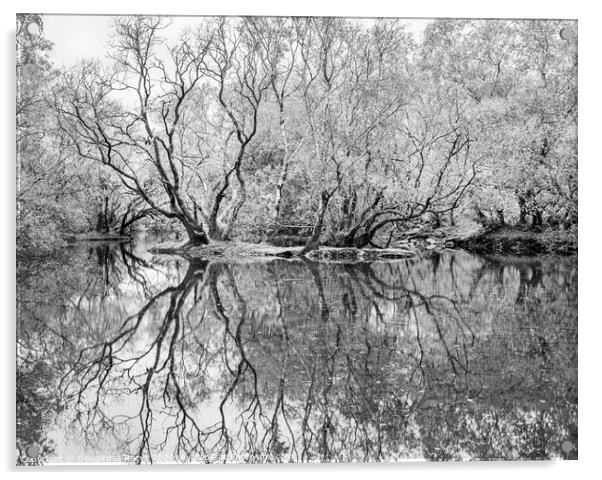 Swamp: reflected Acrylic by Daugirdas Racys