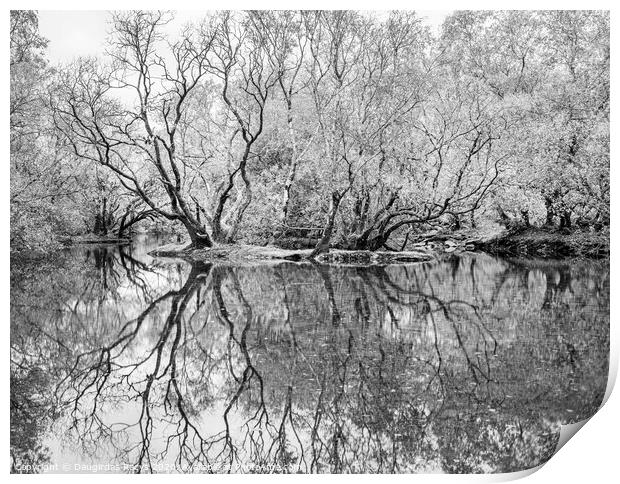 Swamp: reflected Print by Daugirdas Racys