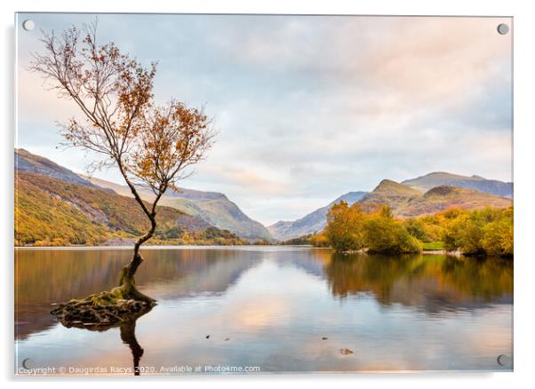 Autumnal Llyn Padarn, Snowdonia and the lone tree Acrylic by Daugirdas Racys