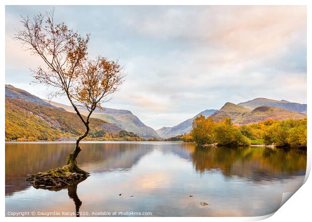 Autumnal Llyn Padarn, Snowdonia and the lone tree Print by Daugirdas Racys