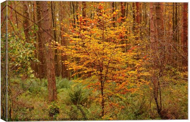 Autumn Beech Tree Canvas Print by Simon Johnson