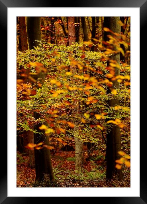 autumn Colour Framed Mounted Print by Simon Johnson
