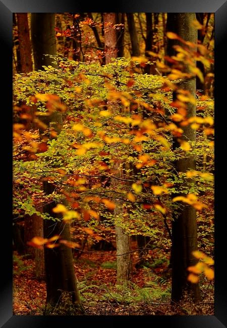 autumn Colour Framed Print by Simon Johnson