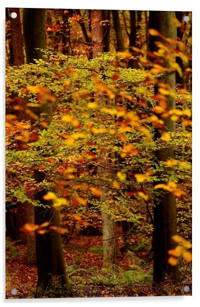 autumn Colour Acrylic by Simon Johnson
