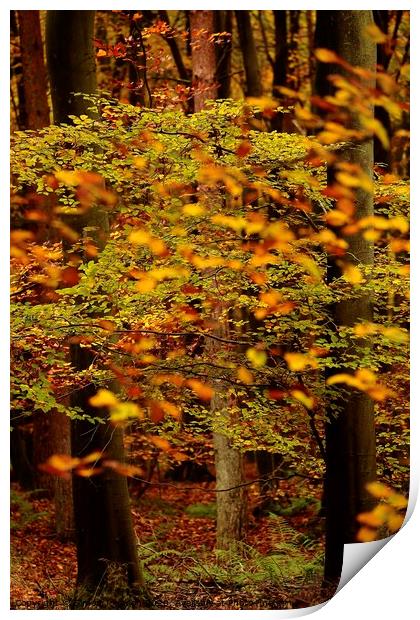 autumn Colour Print by Simon Johnson