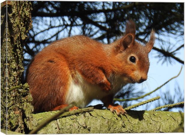 Red Squirrel in a Tree Canvas Print by Pauline Raine