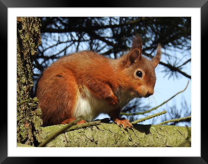 Red Squirrel in a Tree Framed Mounted Print by Pauline Raine