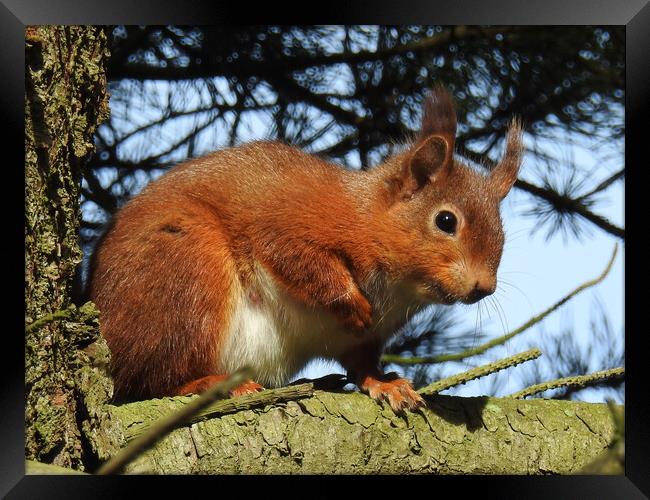 Red Squirrel in a Tree Framed Print by Pauline Raine
