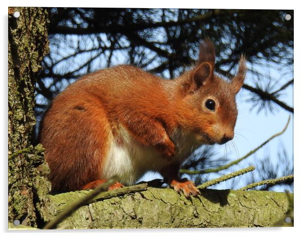 Red Squirrel in a Tree Acrylic by Pauline Raine