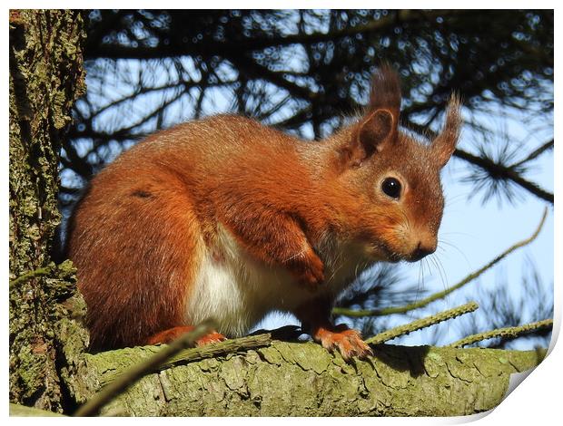 Red Squirrel in a Tree Print by Pauline Raine