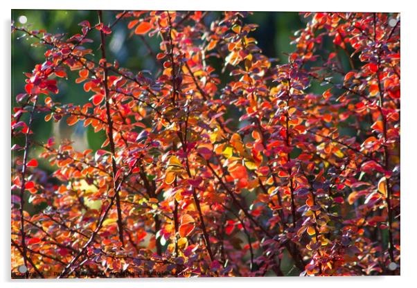 Autumn Berberis Acrylic by Paddy Art