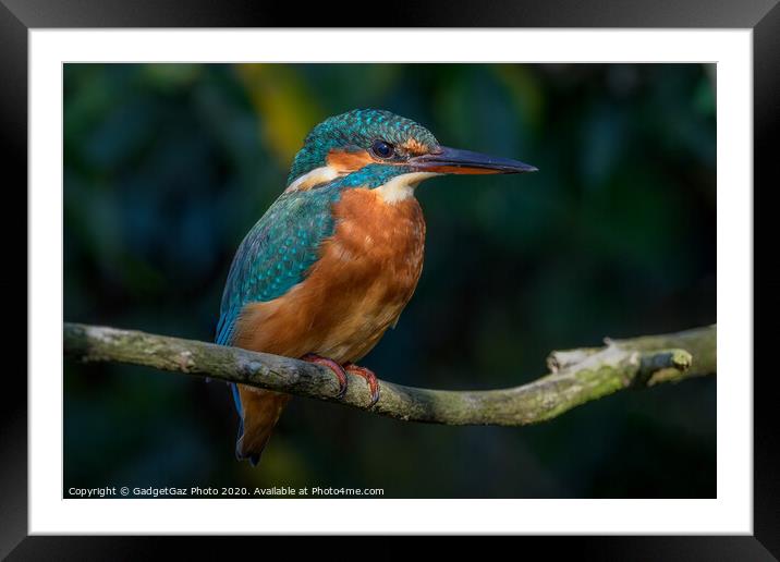 Kingfisher female Framed Mounted Print by GadgetGaz Photo