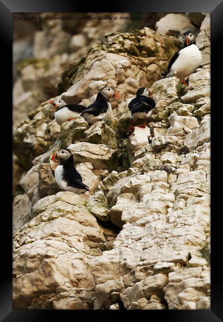 Puffins on levels Framed Print by andrew saxton