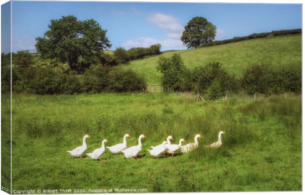 Gaggle of geese, Surrey Canvas Print by Robert Thrift