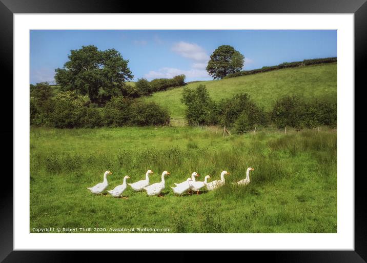 Gaggle of geese, Surrey Framed Mounted Print by Robert Thrift