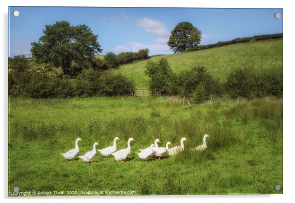 Gaggle of geese, Surrey Acrylic by Robert Thrift