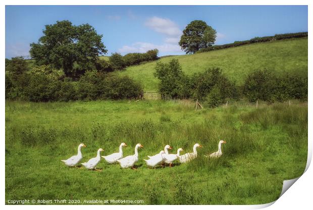 Gaggle of geese, Surrey Print by Robert Thrift