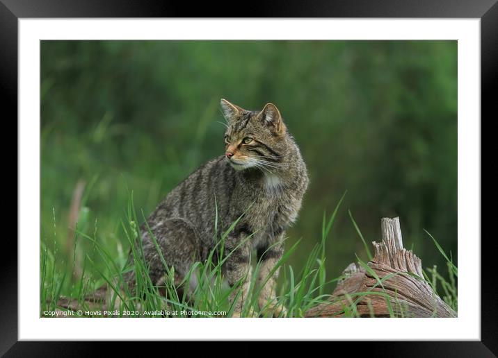 Scottish Wildcat Framed Mounted Print by Dave Burden