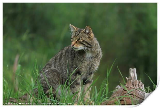 Scottish Wildcat Print by Dave Burden