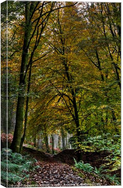 Autumn forest Canvas Print by Beverley Middleton