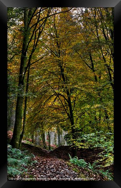 Autumn forest Framed Print by Beverley Middleton
