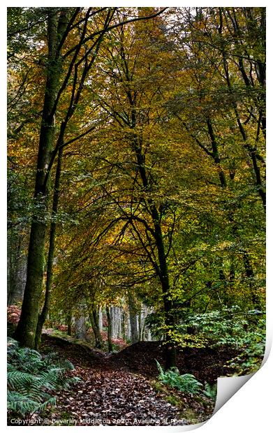 Autumn forest Print by Beverley Middleton