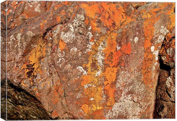 A close up of a rock with lichen and fossils at Lands End, Cornwall, UK. Canvas Print by Peter Bolton
