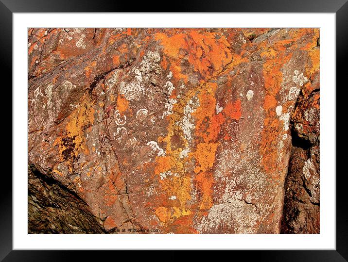 A close up of a rock with lichen and fossils at Lands End, Cornwall, UK. Framed Mounted Print by Peter Bolton