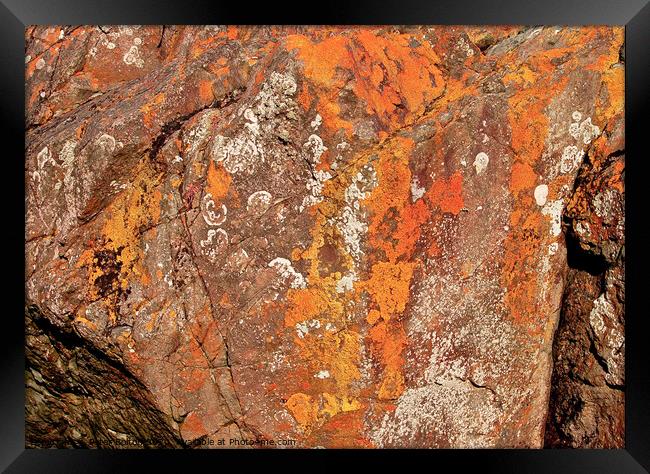 A close up of a rock with lichen and fossils at Lands End, Cornwall, UK. Framed Print by Peter Bolton